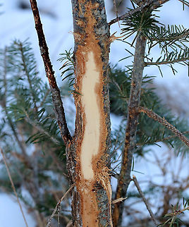 Deer Rub Male deer rub their foreheads and antlers against the base of  trees. They do this to rub the velvet off their newly acquired antler growth, to work off aggression, mark territory, and also during rut season. The area between the deer's forehead and antlers contains sweat glands that leave a scent that communicates a challenge to other male deer, while also attracting mates. I found this rub in December, so it is most likely from the rut.

Habitat: Meadow edge Fall,Geotagged,United States,deer rub,deer scrape