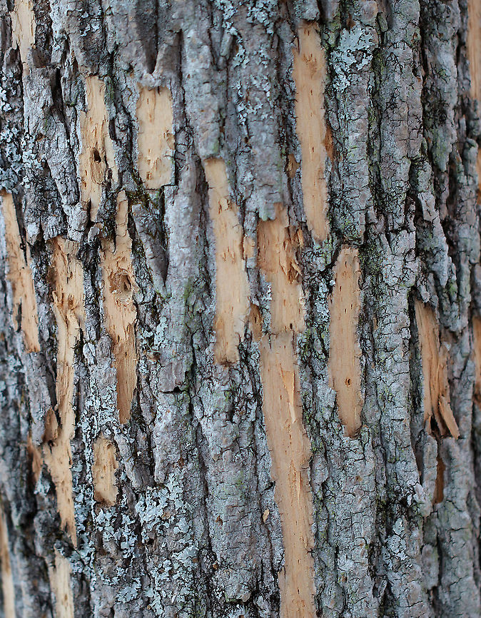 Woodpecker Damage (Flecking) Flecking is done by woodpeckers, and is a sign that the tree has lots of insect larvae. <br />
<br />
Habitat: deciduous forest Fall,Geotagged,United States,flecking,woodpecker damage,woodpecker flecking