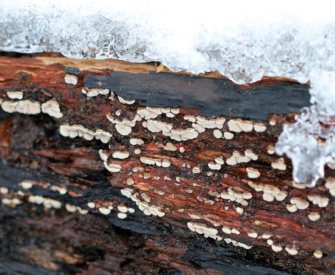 Ceramic Parchment - Xylobolus frustulatus Ceramic Parchment is a saprobic fungus, which I spotted growing densely and gregariously on a rotting log in patches of adjacent frustules. <br />
<br />
Habitat: Rotting wood in a swampy, mixed forest Ceramic fungus,Fall,Geotagged,United States,Xylobolus,Xylobolus frustulatus,fungus