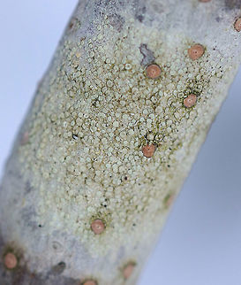 Lecanora strobilina Habitat: hardwood tree Fall,Geotagged,Lecanora,Lecanora strobilina,United States,lichen