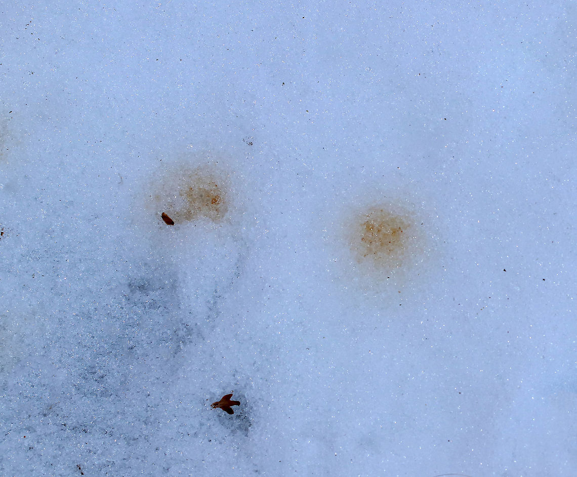 Female Coyote (Canis latrans) Scent Marking Female Coyotes come into estrus once a year, usually in late winter. During the 2-3 months prior to estrus, males and females increasingly leave scent markings. The female&rsquo;s urine is often tinged with blood, which is seen in this photo.  60% to 90% of females breed each year, depending on their physical condition and the abundance of food. <br />
<br />
Habitat: There were lots of these blood spots, along with coyote tracks and scat, in the snow; Mixed forest. Fall,Geotagged,United States,coyote,estrus,scent marking