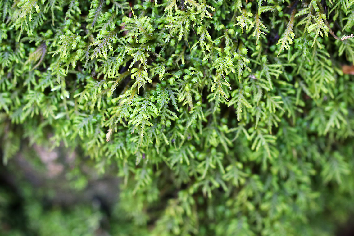 Common Tree-skirt Moss - Anomodon attenuatus Habitat: Moist forest Anomodon attenuatus,Common Tree-skirt Moss,Geotagged,United States,Winter,anomodon,anomodon moss,moss,poodle moss