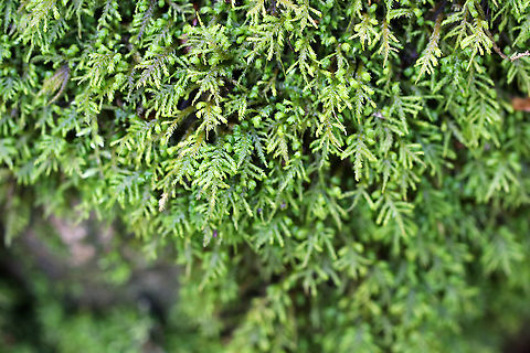 Common Tree-skirt Moss - Anomodon attenuatus Habitat: Moist forest Anomodon attenuatus,Common Tree-skirt Moss,Geotagged,United States,Winter,anomodon,anomodon moss,moss,poodle moss
