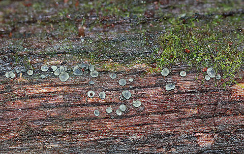 Cup Fungus - Chlorosplenium chlora(?) Greenish cups that were ~2-3 mm diameter.

Habitat: Rotting wood Chlorosplenium,Geotagged,United States,Winter,cup fungus,fungus
