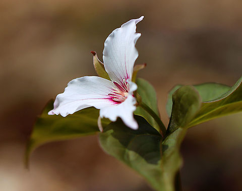 Painted Trillium -  Trillium undulatum Finally!! I have been looking for painted trillium for 3 years and have finally found some!

Habitat: Deciduous forest, along the edge of a swamp.
https://www.jungledragon.com/image/94015/painted_trillium_-_trillium_undulatum.html
https://www.jungledragon.com/image/94014/painted_trillium_-_trillium_undulatum.html
https://www.jungledragon.com/image/94013/painted_trillium_-_trillium_undulatum.html Geotagged,Painted trillium,Spring,Trillium undulatum,United States,trillium
