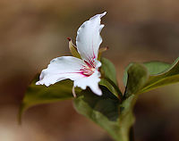 Painted Trillium -  Trillium undulatum Finally!! I have been looking for painted trillium for 3 years and have finally found some!<br />
<br />
Habitat: Deciduous forest, along the edge of a swamp.<br />
https://www.jungledragon.com/image/94015/painted_trillium_-_trillium_undulatum.html<br />
https://www.jungledragon.com/image/94014/painted_trillium_-_trillium_undulatum.html<br />
https://www.jungledragon.com/image/94013/painted_trillium_-_trillium_undulatum.html Geotagged,Painted trillium,Spring,Trillium undulatum,United States,trillium