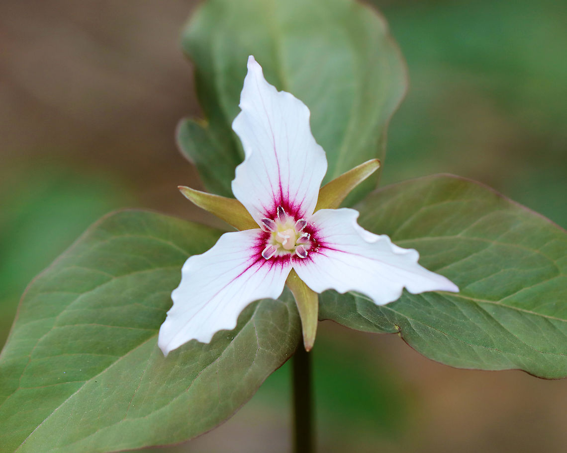 Painted Trillium - Trillium undulatum Finally!! I have been looking for painted trillium for 3 years and have finally found some!<br />
<br />
Habitat: Deciduous forest, along the edge of a swamp.<br />
<figure class="photo"><a href="https://www.jungledragon.com/image/94014/painted_trillium_-_trillium_undulatum.html" title="Painted Trillium - Trillium undulatum"><img src="https://s3.amazonaws.com/media.jungledragon.com/images/3232/94014_thumb.jpg?AWSAccessKeyId=05GMT0V3GWVNE7GGM1R2&Expires=1767225610&Signature=nT4aBv3NSDEK6k6OujHe2TJSuIU%3D" width="200" height="130" alt="Painted Trillium - Trillium undulatum Finally!! I have been looking for painted trillium for 3 years and have finally found some!<br />
<br />
Habitat: Deciduous forest, along the edge of a swamp.<br />
https://www.jungledragon.com/image/94012/painted_trillium_-_trillium_undulatum.html<br />
https://www.jungledragon.com/image/94015/painted_trillium_-_trillium_undulatum.html<br />
https://www.jungledragon.com/image/94013/painted_trillium_-_trillium_undulatum.html Geotagged,Painted trillium,Spring,Trillium undulatum,United States" /></a></figure><br />
<figure class="photo"><a href="https://www.jungledragon.com/image/94015/painted_trillium_-_trillium_undulatum.html" title="Painted Trillium - Trillium undulatum"><img src="https://s3.amazonaws.com/media.jungledragon.com/images/3232/94015_thumb.jpg?AWSAccessKeyId=05GMT0V3GWVNE7GGM1R2&Expires=1767225610&Signature=xlVZwcO9SCuSdlyratVsPJGoiI0%3D" width="110" height="152" alt="Painted Trillium - Trillium undulatum Finally!! I have been looking for painted trillium for 3 years and have finally found some!<br />
<br />
Habitat: Deciduous forest, along the edge of a swamp.<br />
https://www.jungledragon.com/image/94012/painted_trillium_-_trillium_undulatum.html<br />
https://www.jungledragon.com/image/94014/painted_trillium_-_trillium_undulatum.html<br />
https://www.jungledragon.com/image/94013/painted_trillium_-_trillium_undulatum.html Geotagged,Painted trillium,Spring,Trillium undulatum,United States" /></a></figure><br />
<figure class="photo"><a href="https://www.jungledragon.com/image/94012/painted_trillium_-_trillium_undulatum.html" title="Painted Trillium -  Trillium undulatum"><img src="https://s3.amazonaws.com/media.jungledragon.com/images/3232/94012_thumb.jpg?AWSAccessKeyId=05GMT0V3GWVNE7GGM1R2&Expires=1767225610&Signature=czbNfVzkd6vmYZigjMIiqwK8DOk%3D" width="200" height="158" alt="Painted Trillium -  Trillium undulatum Finally!! I have been looking for painted trillium for 3 years and have finally found some!<br />
<br />
Habitat: Deciduous forest, along the edge of a swamp.<br />
https://www.jungledragon.com/image/94015/painted_trillium_-_trillium_undulatum.html<br />
https://www.jungledragon.com/image/94014/painted_trillium_-_trillium_undulatum.html<br />
https://www.jungledragon.com/image/94013/painted_trillium_-_trillium_undulatum.html Geotagged,Painted trillium,Spring,Trillium undulatum,United States,trillium" /></a></figure> Geotagged,Painted trillium,Spring,Trillium undulatum,United States