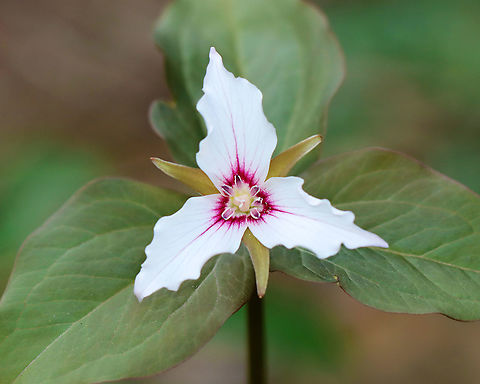 Painted Trillium - Trillium undulatum Finally!! I have been looking for painted trillium for 3 years and have finally found some!

Habitat: Deciduous forest, along the edge of a swamp.
https://www.jungledragon.com/image/94014/painted_trillium_-_trillium_undulatum.html
https://www.jungledragon.com/image/94015/painted_trillium_-_trillium_undulatum.html
https://www.jungledragon.com/image/94012/painted_trillium_-_trillium_undulatum.html Geotagged,Painted trillium,Spring,Trillium undulatum,United States