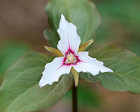 Painted Trillium - Trillium undulatum Finally!! I have been looking for painted trillium for 3 years and have finally found some!<br />
<br />
Habitat: Deciduous forest, along the edge of a swamp.<br />
https://www.jungledragon.com/image/94014/painted_trillium_-_trillium_undulatum.html<br />
https://www.jungledragon.com/image/94015/painted_trillium_-_trillium_undulatum.html<br />
https://www.jungledragon.com/image/94012/painted_trillium_-_trillium_undulatum.html Geotagged,Painted trillium,Spring,Trillium undulatum,United States
