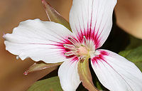 Painted Trillium - Trillium undulatum Finally!! I have been looking for painted trillium for 3 years and have finally found some!<br />
<br />
Habitat: Deciduous forest, along the edge of a swamp.<br />
https://www.jungledragon.com/image/94012/painted_trillium_-_trillium_undulatum.html<br />
https://www.jungledragon.com/image/94015/painted_trillium_-_trillium_undulatum.html<br />
https://www.jungledragon.com/image/94013/painted_trillium_-_trillium_undulatum.html Geotagged,Painted trillium,Spring,Trillium undulatum,United States