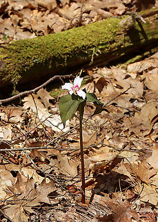 Painted Trillium - Trillium undulatum Finally!! I have been looking for painted trillium for 3 years and have finally found some!

Habitat: Deciduous forest, along the edge of a swamp.
https://www.jungledragon.com/image/94012/painted_trillium_-_trillium_undulatum.html
https://www.jungledragon.com/image/94014/painted_trillium_-_trillium_undulatum.html
https://www.jungledragon.com/image/94013/painted_trillium_-_trillium_undulatum.html Geotagged,Painted trillium,Spring,Trillium undulatum,United States