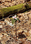Painted Trillium - Trillium undulatum Finally!! I have been looking for painted trillium for 3 years and have finally found some!<br />
<br />
Habitat: Deciduous forest, along the edge of a swamp.<br />
https://www.jungledragon.com/image/94012/painted_trillium_-_trillium_undulatum.html<br />
https://www.jungledragon.com/image/94014/painted_trillium_-_trillium_undulatum.html<br />
https://www.jungledragon.com/image/94013/painted_trillium_-_trillium_undulatum.html Geotagged,Painted trillium,Spring,Trillium undulatum,United States
