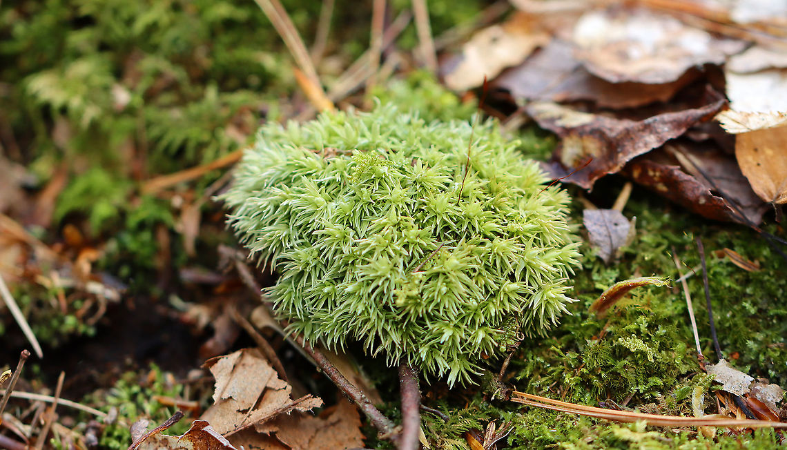 Pincushion Moss - Leucobryum glaucum The leaves have broad midribs, which make the leaves look really thick and fleshy. When the plant dries out, it&#039;s color changes from green to a pale whitish green. The ones I saw in the woods were pretty pale, which I thought was weird since it just snowed last night, and I would assume they wouldn&#039;t be that dry.<br />
<br />
Habitat: Mixed swamp/hilly forest<br />
<br />
<figure class="photo"><a href="https://www.jungledragon.com/image/94030/pincushion_moss_-_leucobryum_glaucum.html" title="Pincushion Moss - Leucobryum glaucum"><img src="https://s3.amazonaws.com/media.jungledragon.com/images/3232/94030_thumb.jpg?AWSAccessKeyId=05GMT0V3GWVNE7GGM1R2&Expires=1759968010&Signature=1mHl2btqvoO8A3siArZJUcmpD1A%3D" width="200" height="116" alt="Pincushion Moss - Leucobryum glaucum The leaves have broad midribs, which make the leaves look really thick and fleshy. When the plant dries out, it&#039;s color changes from green to a pale whitish green. The ones I saw in the woods were pretty pale, which I thought was weird since it just snowed last night, and I would assume they wouldn&#039;t be that dry.<br />
<br />
Habitat: Mixed swamp/hilly forest<br />
<br />
https://www.jungledragon.com/image/94030/pincushion_moss_-_leucobryum_glaucum.html Geotagged,Leucobryum glaucum,Mother-In-Law&#039;s Cushion,Pincushion Moss,Spring,United States,leucobryum,leucobryum moss" /></a></figure> Geotagged,Leucobryum glaucum,Mother-In-Law's Cushion,Pincushion Moss,Spring,United States,leucobryum,leucobryum moss