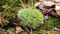 Pincushion Moss - Leucobryum glaucum The leaves have broad midribs, which make the leaves look really thick and fleshy. When the plant dries out, it's color changes from green to a pale whitish green. The ones I saw in the woods were pretty pale, which I thought was weird since it just snowed last night, and I would assume they wouldn't be that dry.<br />
<br />
Habitat: Mixed swamp/hilly forest<br />
<br />
https://www.jungledragon.com/image/94030/pincushion_moss_-_leucobryum_glaucum.html Geotagged,Leucobryum glaucum,Mother-In-Law's Cushion,Pincushion Moss,Spring,United States,leucobryum,leucobryum moss