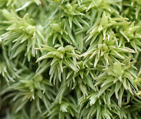 Pincushion Moss - Leucobryum glaucum The leaves have broad midribs, which make the leaves look really thick and fleshy. When the plant dries out, it's color changes from green to a pale whitish green. The ones I saw in the woods were pretty pale, which I thought was weird since it just snowed last night, and I would assume they wouldn't be that dry.

Habitat: Mixed swamp/hilly forest
https://www.jungledragon.com/image/94030/pincushion_moss_-_leucobryum_glaucum.html Geotagged,Leucobryum glaucum,Pincushion Moss,Spring,United States,moss