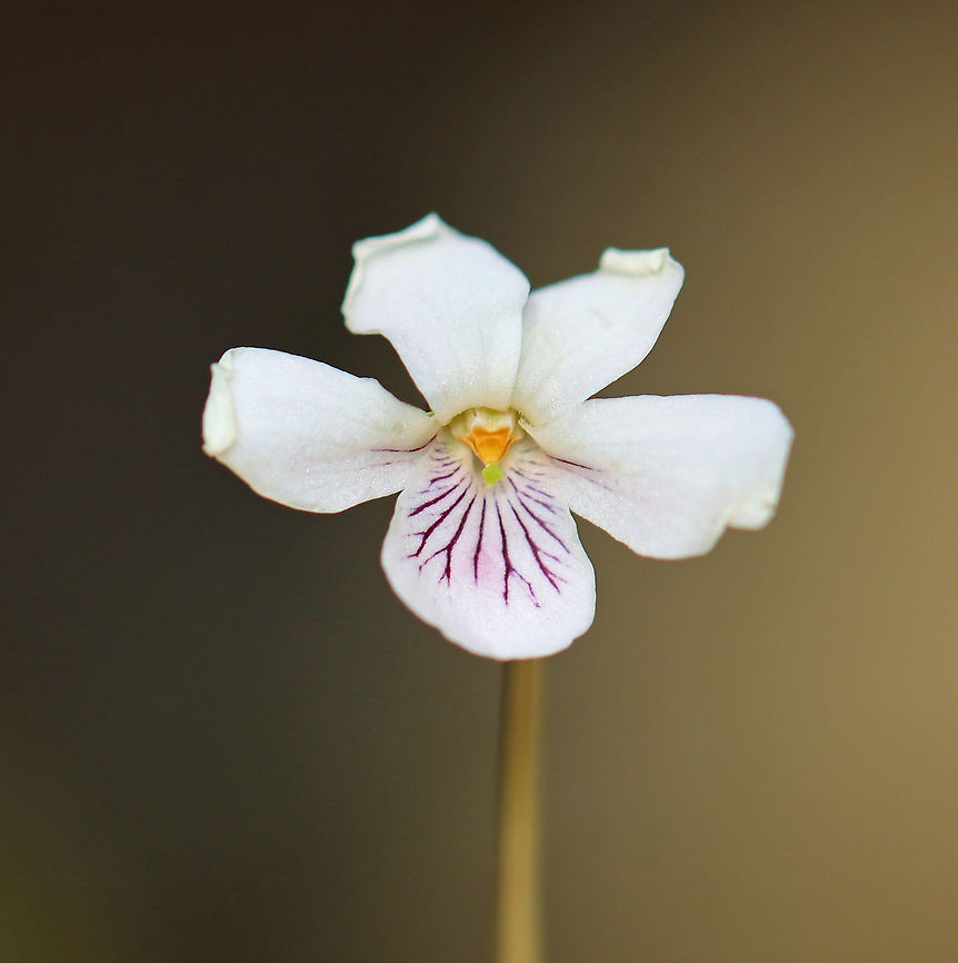 Smooth White Violet - Viola pallens/Viola macloskeyi Viola pallens and Viola macloskeyi are synonyms, I think.<br />
<br />
Habitat: Wetland Geotagged,Smooth White Violet,Spring,United States,Viola,Viola  macloskeyi,Viola pallens,violet