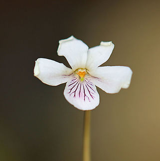 Smooth White Violet - Viola pallens/Viola macloskeyi Viola pallens and Viola macloskeyi are synonyms, I think.

Habitat: Wetland Geotagged,Smooth White Violet,Spring,United States,Viola,Viola  macloskeyi,Viola pallens,violet