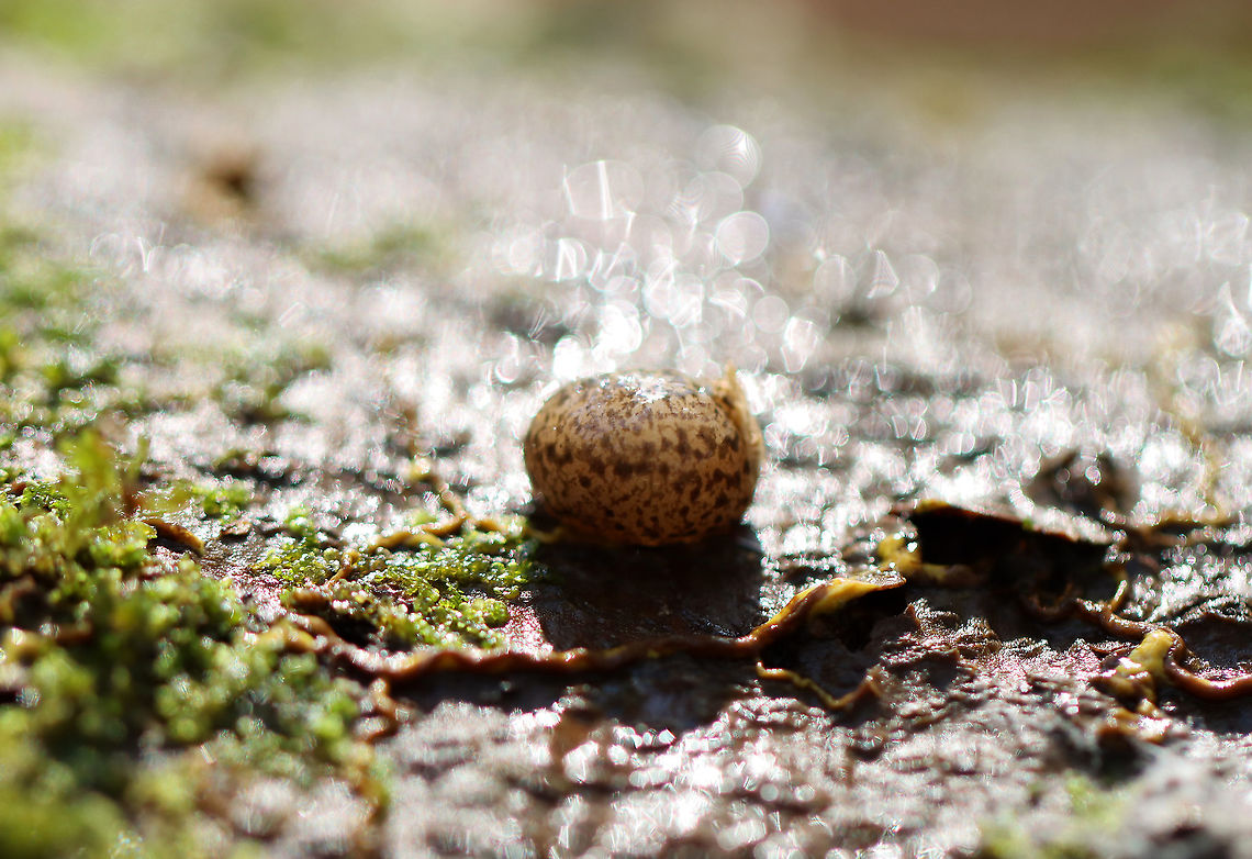 Winding Mantleslug - Philomycus flexuolaris Sorry for the glare! This slug had such a gorgeous pattern...It was tan with darker brown, mottled spots, which came together to form 3 indistinct bands (middle and one on each side).  <br />
<br />
Habitat: Under loose bark in an upland, hardwood forest.<br />
<br />
Fun Fact: These slugs use love darts. Prior to copulation, each of the slugs attempts to &quot;shoot&quot; their partner with a dart. There is no organ to receive the dart and it has nothing to do with sperm transfer; rather, this action is more analogous to a stabbing/being shot with an arrow.  Geotagged,Philomycus,Philomycus flexuolaris,Spring,United States,Winding Mantleslug,mantleslug,slug