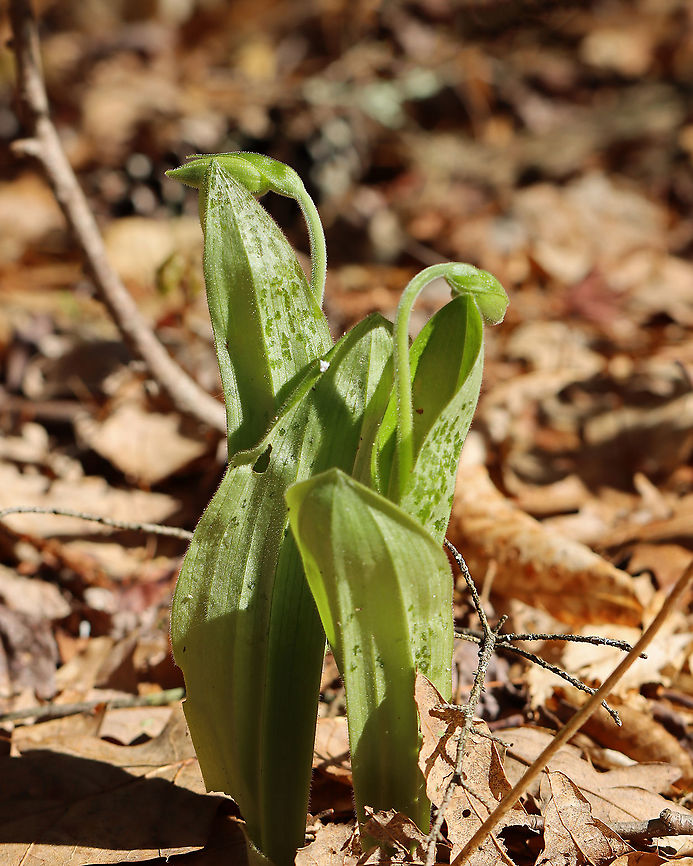 Pink Lady's Slipper - Cypripedium acaule We&#039;ve had some freezing temperatures and snow in the past few days, and these lady&#039;s slippers were showing damage (dark green spots). Hopefully they don&#039;t sustain too much damage before they have a chance to bloom.<br />
<br />
Habitat: Rocky slope in a mixed forest Cypripedium,Cypripedium acaule,Geotagged,Spring,United States,freeze damage,lady's slipper,pink lady's slipper