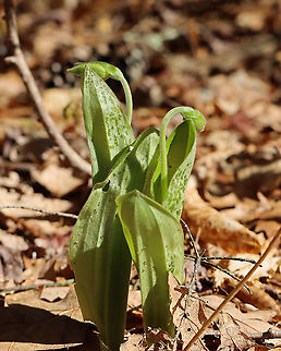 Pink Lady's Slipper - Cypripedium acaule We've had some freezing temperatures and snow in the past few days, and these lady's slippers were showing damage (dark green spots). Hopefully they don't sustain too much damage before they have a chance to bloom.

Habitat: Rocky slope in a mixed forest Cypripedium,Cypripedium acaule,Geotagged,Spring,United States,freeze damage,lady's slipper,pink lady's slipper