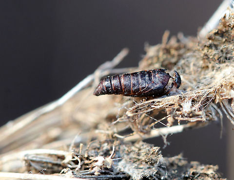 Purple Carrot-seed Moth Pupal Exuvia - Depressaria depressana Habitat: Found on Daucus carota. Depressaria depressana,Geotagged,Purple carrot-seed moth,United States,Winter,exuvia,pupa