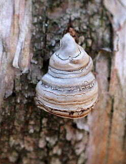 Fomes excavatus Habitat: rotting wood Fomes,Fomes excavatus,Geotagged,United States,Winter