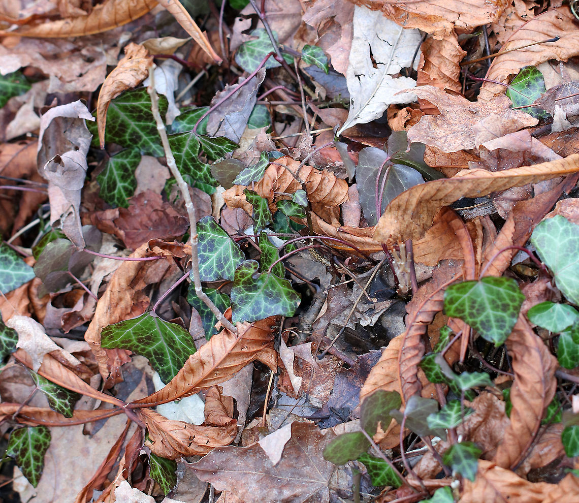 English Ivy -  Hedera helix This was a weird find. English Ivy is invasive, but supposedly doesn&#039;t grow in the wild in most of New England. Yet, I found it growing wild beside a small stream.<br />
<br />
Habitat: Deciduous forest Geotagged,Hedera,Hedera helix,Ivy,United States,Winter