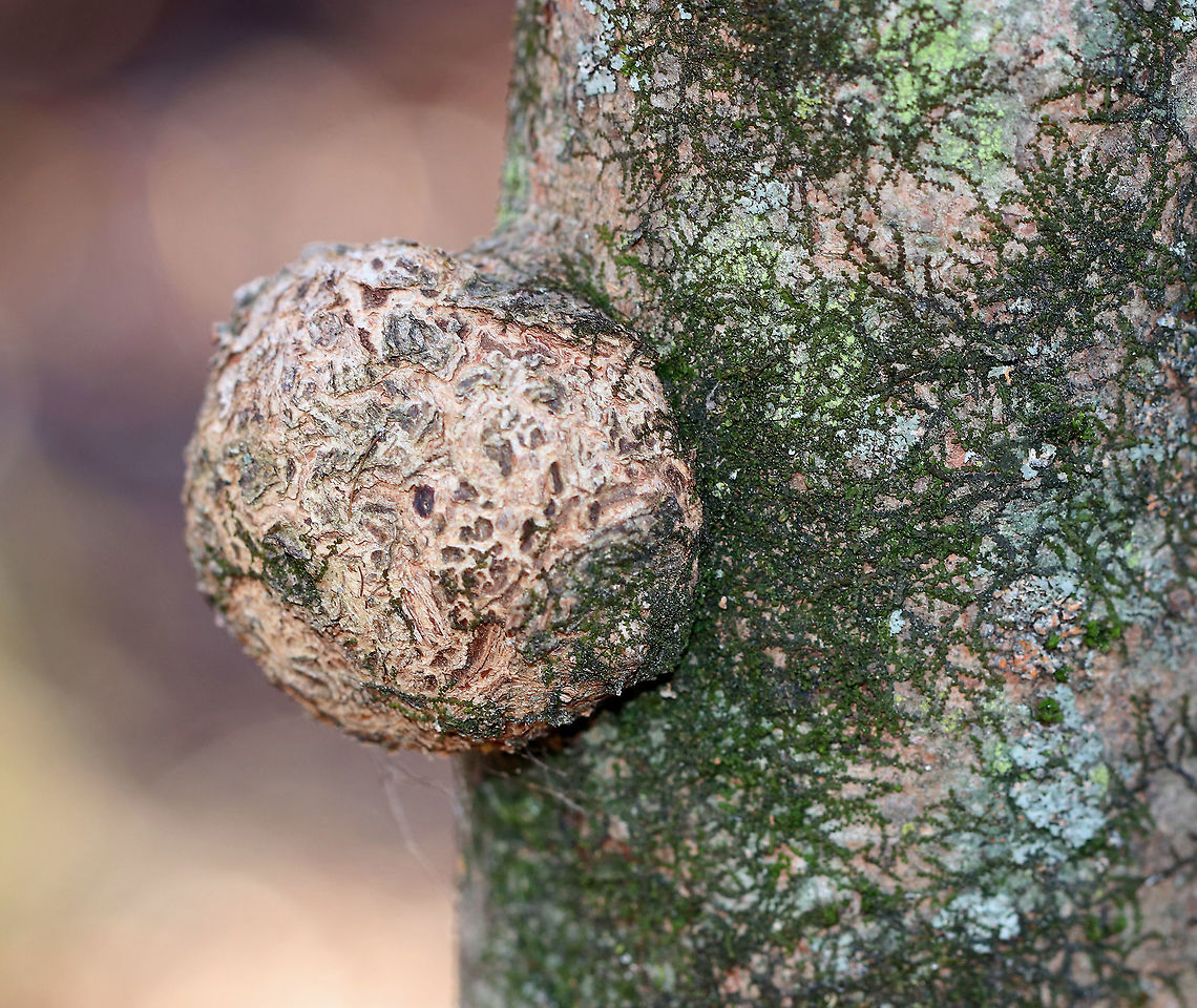 Burl This burl picked such a pretty spot to grow.<br />
<br />
A burl is a growth on tree in which the grain has grown deformed. It's commonly found as a rounded outgrowth on a tree trunk that is filled with small knots from dormant buds. Burls are formed when a tree undergoes some kind of stress, such as an injury, viral or fungal infection. The largest known burl grew to be nearly 8 meters across.<br />
<br />
Quality burls are prized for their beauty and rarity. They are sought after by furniture makers, artists, and wood sculptors. Because of their value, poachers often cut burls off of tree trunks using chainsaws, which exposes the tree to infection and disease.<br />
<br />
Habitat: Deciduous forest Geotagged,United States,Winter,bur,burl,burr