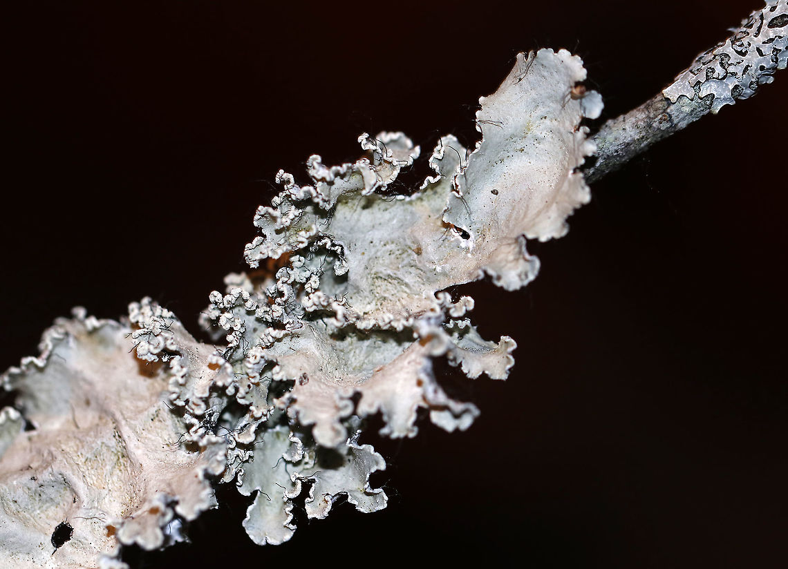 Lichen - Parmotrema hypotropum Habitat: Conifer branch<br />
<br />
Fresh:<br />
<figure class="photo"><a href="https://www.jungledragon.com/image/94215/lichen_-_parmotrema_hypotropum.html" title="Lichen - Parmotrema hypotropum"><img src="https://s3.amazonaws.com/media.jungledragon.com/images/3232/94215_thumb.jpg?AWSAccessKeyId=05GMT0V3GWVNE7GGM1R2&Expires=1769040010&Signature=900Xk9LymlCoq3MJ4nMatltWUZY%3D" width="200" height="150" alt="Lichen - Parmotrema hypotropum Habitat: Conifer branch<br />
<br />
When dry:<br />
https://www.jungledragon.com/image/94194/lichen_-_parmotrema_hypotropum.html<br />
 Geotagged,Parmotrema Lichen,Parmotrema hypotropum,United States,Winter,lichen,parmotrema" /></a></figure> Geotagged,Parmotrema,Parmotrema Lichen,Parmotrema hypotropum,United States,Winter,lichen