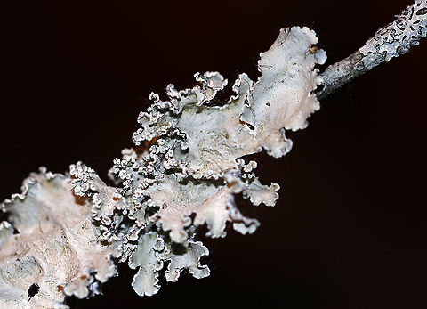 Lichen - Parmotrema hypotropum Habitat: Conifer branch

Fresh:
https://www.jungledragon.com/image/94215/lichen_-_parmotrema_hypotropum.html Geotagged,Parmotrema,Parmotrema Lichen,Parmotrema hypotropum,United States,Winter,lichen