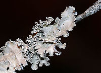 Lichen - Parmotrema hypotropum Habitat: Conifer branch<br />
<br />
Fresh:<br />
https://www.jungledragon.com/image/94215/lichen_-_parmotrema_hypotropum.html Geotagged,Parmotrema,Parmotrema Lichen,Parmotrema hypotropum,United States,Winter,lichen