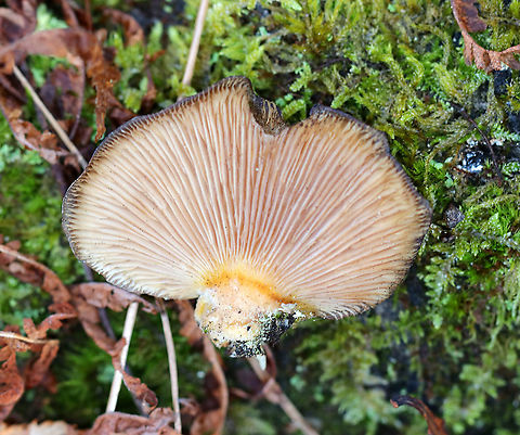 Late Oyster - Sarcomyxa serotina Habitat: Rotting wood Geotagged,Late oyster,Sarcomyxa,Sarcomyxa serotina,United States,Winter,fungus,mushroom,oyster