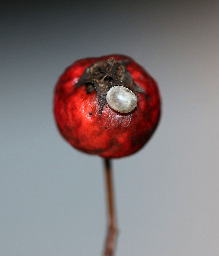 Spider Egg on Fruit I found this egg attached to this red berry with silk. The berry was on a tree, but I don't know what kind.<br />
<br />
Habitat: Suburban yard<br />
<figure class="photo"><a href="https://www.jungledragon.com/image/94201/spider_egg_on_fruit.html" title="Spider Egg on Fruit"><img src="https://s3.amazonaws.com/media.jungledragon.com/images/3232/94201_thumb.jpg?AWSAccessKeyId=05GMT0V3GWVNE7GGM1R2&Expires=1769040010&Signature=sMKilRmSZgIPvOXVdmEhx5xFIhQ%3D" width="150" height="152" alt="Spider Egg on Fruit I found this egg attached to this red berry with silk. The berry was on a tree, but I don't know what kind.<br />
<br />
Habitat: Suburban yard<br />
https://www.jungledragon.com/image/94197/spider_egg_on_fruit.html Geotagged,United States,Winter,egg" /></a></figure> Geotagged,United States,Winter,egg,spider egg