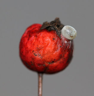 Spider Egg on Fruit I found this egg attached to this red berry with silk. The berry was on a tree, but I don't know what kind.

Habitat: Suburban yard
https://www.jungledragon.com/image/94197/spider_egg_on_fruit.html Geotagged,United States,Winter,egg