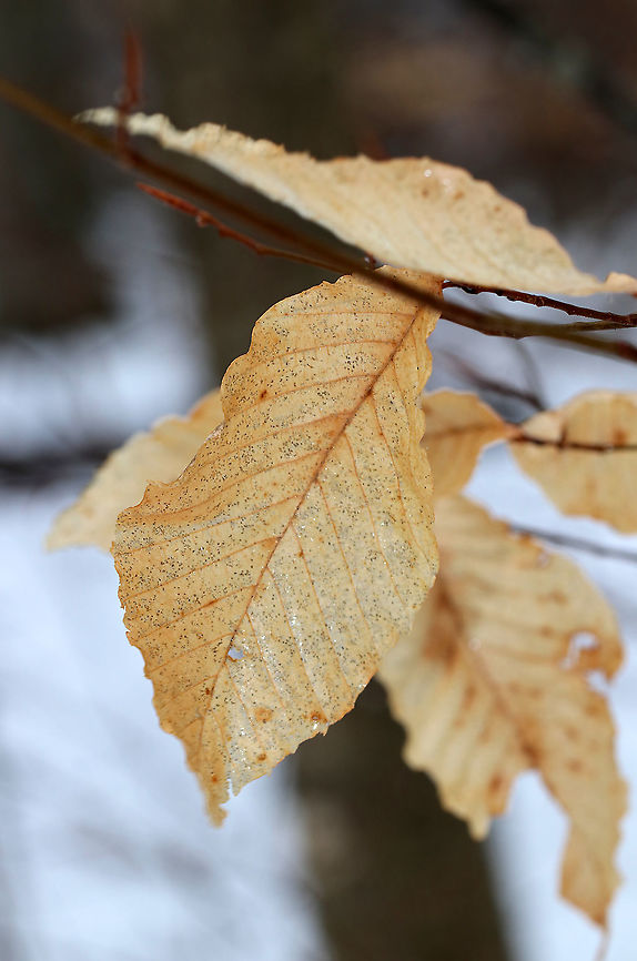 American Hornbeam (Carpinus caroliniana) Leaves in Winter Deciduous trees that hold onto their leaves throughout the winter are called 'marcescent'. In autumn, the leaves of most deciduous trees develop an abscission layer where the petiole meets the branch, which allows the leaves to fall off without creating a wound on the stem. But, dry leaves will stay on marcescent trees because the leaves didn’t develop that abscission layer.<br />
<br />
Marcescence is usually a juvenile trait that may disappear as the tree matures. It doesn't always affect the entire tree, but you may see leaves persisting only on a few branches. Weather can also play a role in marcescence. Early freezes may kill the leaves before they have time to develop an abscission layer, resulting in brown leaves on trees that aren’t usually marcescent. <br />
<br />
American Beech (Fagus grandifolia), Oak (Quercus sp.), and American Hornbeam (Carpinus caroliniana) sometimes exhibit marcescence.<br />
<br />
Habitat: Mixed forest American hornbeam,Geotagged,Marcescence,United States,Winter,carpinus caroliniana,marcescent
