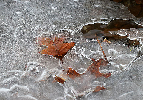 River Freeze One beautiful thing about winter is the sound of moving water tinkling under the ice in a river. The beautiful, icy patterns full of nature debris are an added bonus.

Habitat: Deciduous forest Geotagged,United States,Winter,ice,river