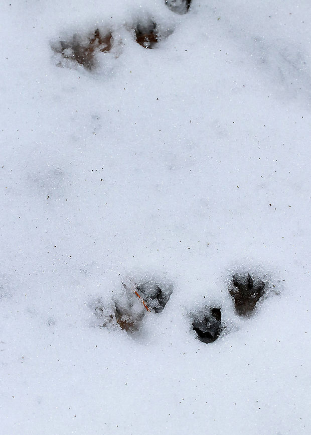 Raccoon Tracks in Snow Raccoons walk in a distinct, 2x2 pattern. The front and hind legs on each side of their body move nearly simultaneously, and they can stretch forward pretty far with their front legs. The resulting pattern is one where the tracks are paired, with each pair of tracks consisting of a front track from one side of the body and a hind track from the other side.<br />
<br />
Habitat: Deciduous forest  Geotagged,Procyon lotor,United States,Winter,raccoon,signs of wildlife,tracks