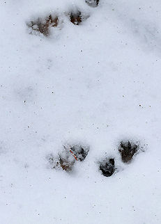 Raccoon Tracks in Snow Raccoons walk in a distinct, 2x2 pattern. The front and hind legs on each side of their body move nearly simultaneously, and they can stretch forward pretty far with their front legs. The resulting pattern is one where the tracks are paired, with each pair of tracks consisting of a front track from one side of the body and a hind track from the other side.
Habitat: Deciduous forest  Geotagged,Procyon lotor,United States,Winter,raccoon,signs of wildlife,tracks