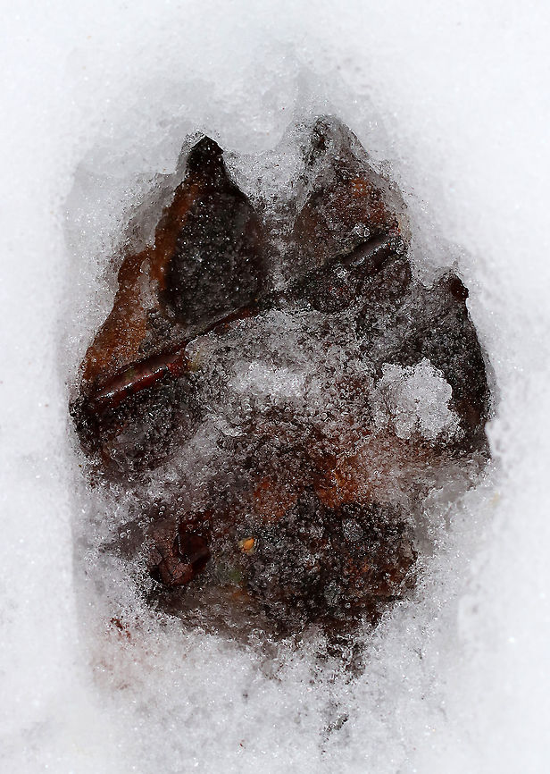 Coyote Track I&#039;m pretty sure this is a coyote track because of the x-shaped negative space between the toes. Also, I found and followed the tracks (off-trail) through a remote forest and eventually lost the tracks at a river.<br />
<br />
Habitat: Mostly deciduous forest Geotagged,United States,Winter,coyote,signs of wildlife,track