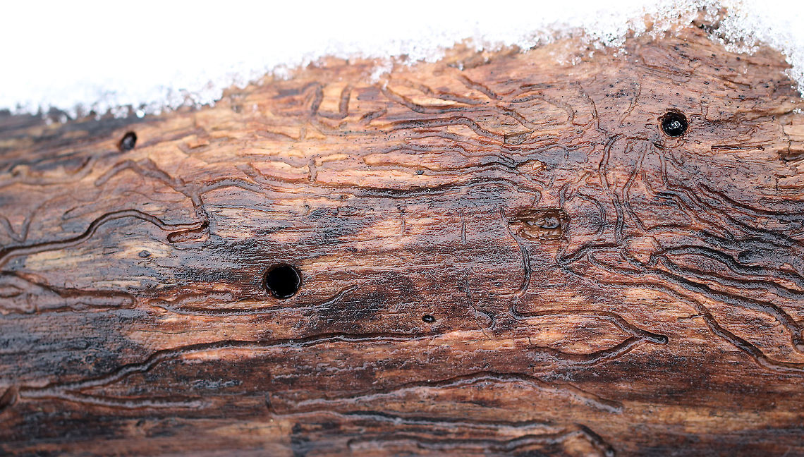 Long-horned Beetle (Cerambycidae) Galleries and Exit Holes Aren&#039;t these exit holes so perfectly round! They were pretty big too. Impressive!<br />
<br />
Habitat: Rotting wood in mixed forest Geotagged,United States,Winter,beetle,beetle exit holes,beetle galleries,cerambycidae,galleries,galleries in wood,long-horned beetle,long-horned beetle galleries