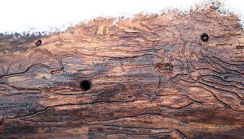 Long-horned Beetle (Cerambycidae) Galleries and Exit Holes Aren't these exit holes so perfectly round! They were pretty big too. Impressive!

Habitat: Rotting wood in mixed forest Geotagged,United States,Winter,beetle,beetle exit holes,beetle galleries,cerambycidae,galleries,galleries in wood,long-horned beetle,long-horned beetle galleries