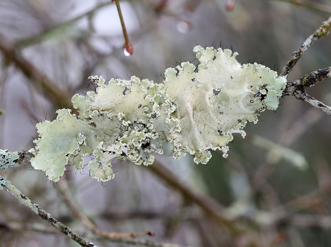Lichen - Parmotrema hypotropum Habitat: Conifer branch<br />
<br />
When dry:<br />
<figure class="photo"><a href="https://www.jungledragon.com/image/94194/lichen_-_parmotrema_hypotropum.html" title="Lichen - Parmotrema hypotropum"><img src="https://s3.amazonaws.com/media.jungledragon.com/images/3232/94194_thumb.jpg?AWSAccessKeyId=05GMT0V3GWVNE7GGM1R2&Expires=1769040010&Signature=m4yF%2FSgmVuhv4U%2F3ft8uZ9RzeW4%3D" width="200" height="146" alt="Lichen - Parmotrema hypotropum Habitat: Conifer branch<br />
<br />
Fresh:<br />
https://www.jungledragon.com/image/94215/lichen_-_parmotrema_hypotropum.html Geotagged,Parmotrema,Parmotrema Lichen,Parmotrema hypotropum,United States,Winter,lichen" /></a></figure><br />
 Geotagged,Parmotrema Lichen,Parmotrema hypotropum,United States,Winter,lichen,parmotrema