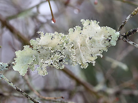 Lichen - Parmotrema hypotropum Habitat: Conifer branch

When dry:
https://www.jungledragon.com/image/94194/lichen_-_parmotrema_hypotropum.html
 Geotagged,Parmotrema Lichen,Parmotrema hypotropum,United States,Winter,lichen,parmotrema