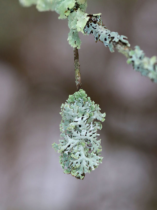 Lichen - Hypogymnia physodes Habitat: Twig in a mixed forest/meadow edge<br />
<br />
Old/dry:<br />
<figure class="photo"><a href="https://www.jungledragon.com/image/94217/lichen_-_hypogymnia_physodes.html" title="Lichen - Hypogymnia physodes"><img src="https://s3.amazonaws.com/media.jungledragon.com/images/3232/94217_thumb.jpg?AWSAccessKeyId=05GMT0V3GWVNE7GGM1R2&Expires=1759968010&Signature=RtTOUvwr5gE9FBnGxy9pJAoPUwQ%3D" width="132" height="152" alt="Lichen - Hypogymnia physodes Habitat: Twig in a mixed forest/meadow edge<br />
<br />
When fresh:<br />
https://www.jungledragon.com/image/94216/lichen_-_physcia_sp.html<br />
 Geotagged,Hooded Bone Lichen,Hooded Tube Lichen,Hypogymnia physodes,United States,Winter,lichen" /></a></figure> Geotagged,Hooded Bone Lichen,Hooded Tube Lichen,Hypogymnia physodes,United States,Winter,lichen