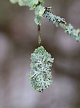 Lichen - Hypogymnia physodes Habitat: Twig in a mixed forest/meadow edge<br />
<br />
Old/dry:<br />
https://www.jungledragon.com/image/94217/lichen_-_physcia_sp.html Geotagged,Hooded Bone Lichen,Hooded Tube Lichen,Hypogymnia physodes,United States,Winter,lichen