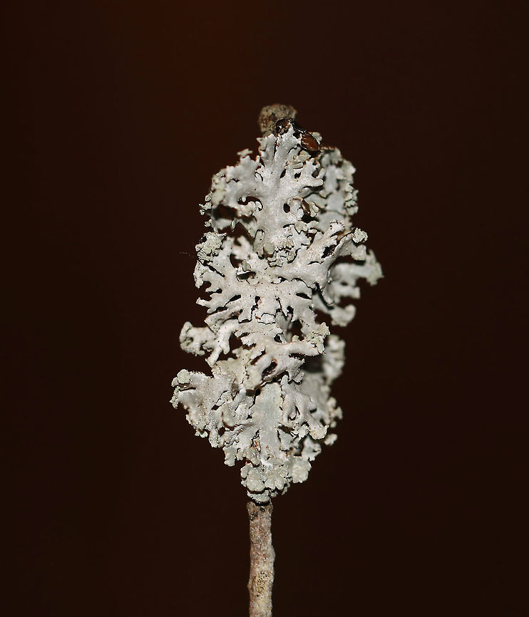 Lichen - Hypogymnia physodes Habitat: Twig in a mixed forest/meadow edge<br />
<br />
When fresh:<br />
<figure class="photo"><a href="https://www.jungledragon.com/image/94216/lichen_-_hypogymnia_physodes.html" title="Lichen - Hypogymnia physodes"><img src="https://s3.amazonaws.com/media.jungledragon.com/images/3232/94216_thumb.jpg?AWSAccessKeyId=05GMT0V3GWVNE7GGM1R2&Expires=1769040010&Signature=6qrXME1infB1Oc5t7xomA2SCuUU%3D" width="114" height="152" alt="Lichen - Hypogymnia physodes Habitat: Twig in a mixed forest/meadow edge<br />
<br />
Old/dry:<br />
https://www.jungledragon.com/image/94217/lichen_-_physcia_sp.html Geotagged,Hooded Bone Lichen,Hooded Tube Lichen,Hypogymnia physodes,United States,Winter,lichen" /></a></figure><br />
 Geotagged,Hooded Bone Lichen,Hooded Tube Lichen,Hypogymnia physodes,United States,Winter,lichen