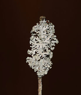 Lichen - Hypogymnia physodes Habitat: Twig in a mixed forest/meadow edge

When fresh:
https://www.jungledragon.com/image/94216/lichen_-_physcia_sp.html
 Geotagged,Hooded Bone Lichen,Hooded Tube Lichen,Hypogymnia physodes,United States,Winter,lichen