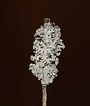 Lichen - Hypogymnia physodes Habitat: Twig in a mixed forest/meadow edge<br />
<br />
When fresh:<br />
https://www.jungledragon.com/image/94216/lichen_-_physcia_sp.html<br />
 Geotagged,Hooded Bone Lichen,Hooded Tube Lichen,Hypogymnia physodes,United States,Winter,lichen