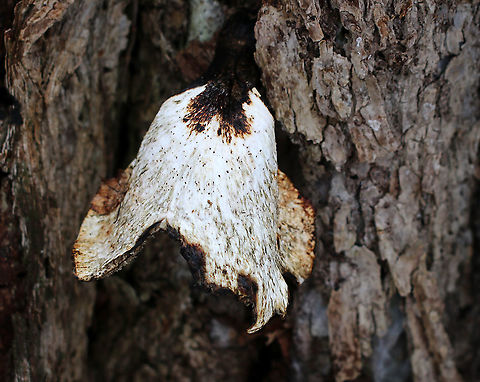 Dryad's Saddle - Cerioporus squamosus Habitat: Rotting stump in a mixed forest. It grows here every year. And every year, I watch it grow and decay.  Cerioporus squamosus,Dryad's Saddle,Geotagged,Polyporus squamosus,United States,Winter