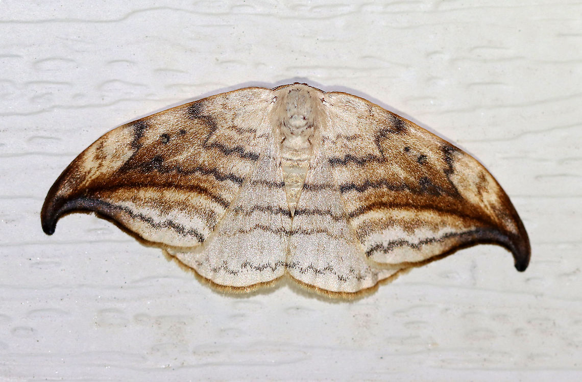 Arched Hooktip - Drepana arcuata Wingspan: ~ 40 mm. Rusty-edged subterminal line on hooked forewing curves toward the apex. Reniform spot has two dots.<br />
<br />
Habitat: Attracted to a 395 nm LED light in a semi-rural area.<br />
<br />
2020(18) Arched hooktip,Drepana,Drepana arcuata,Geotagged,Spring,United States,moth